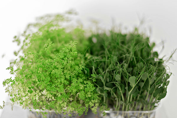 Do It Yourself Seed Sprouting