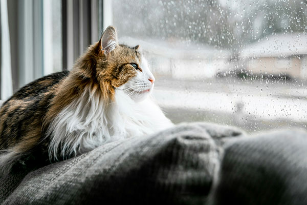 Seasonal Affective Disorder