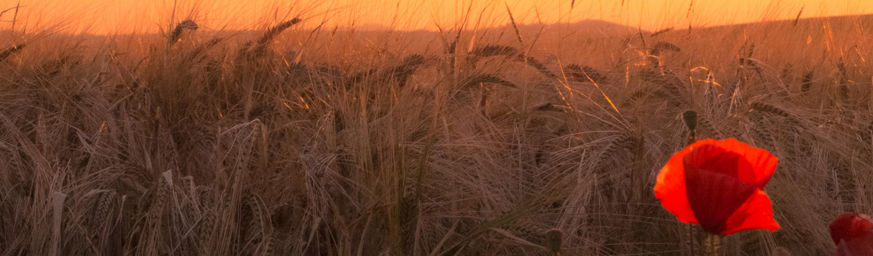 august field august field